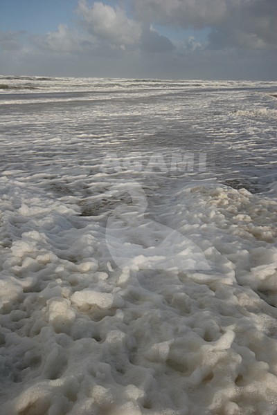 Noordzeekust tussen Katwijk en Noordwijk; North Sea coast between Katwijk and Noordwijk stock-image by Agami/Menno van Duijn,