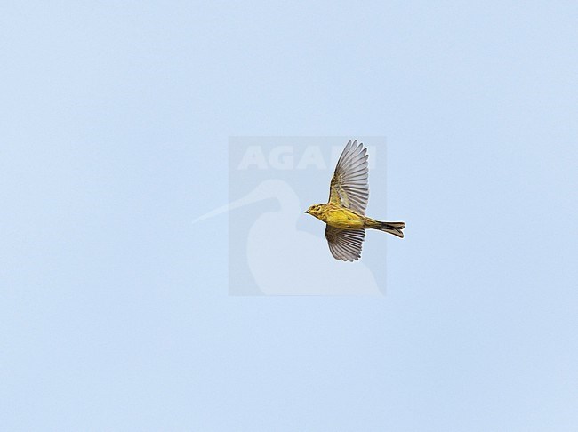 Adult male Yellowhammer (Emberiza citrinella) flying in blue sky showing underside stock-image by Agami/Ran Schols,