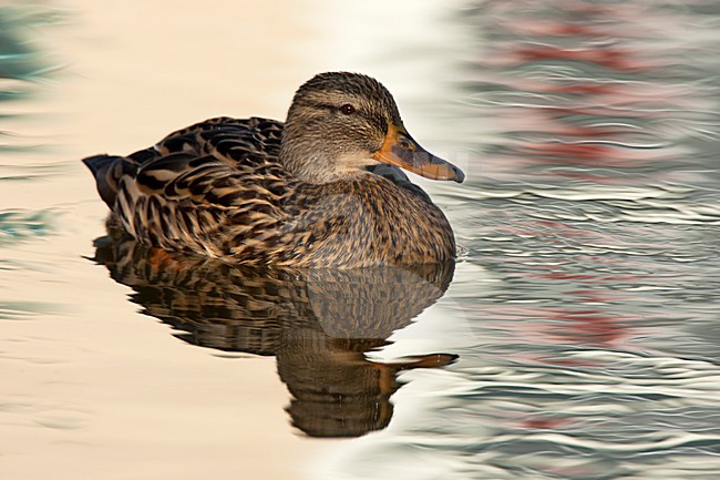Vrouwtje Wilde Eend zwemmend, Female Mallard swimming stock-image by Agami/Roy de Haas,