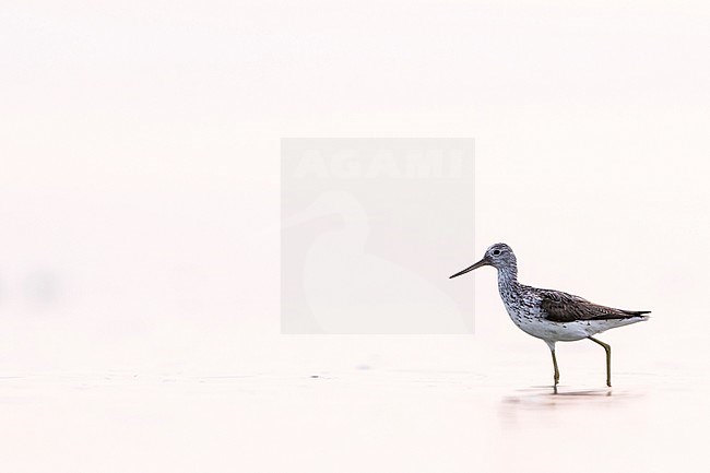 Common Greenshank - Grünschenkel - Tringa nebularia, Germany, adult stock-image by Agami/Ralph Martin,