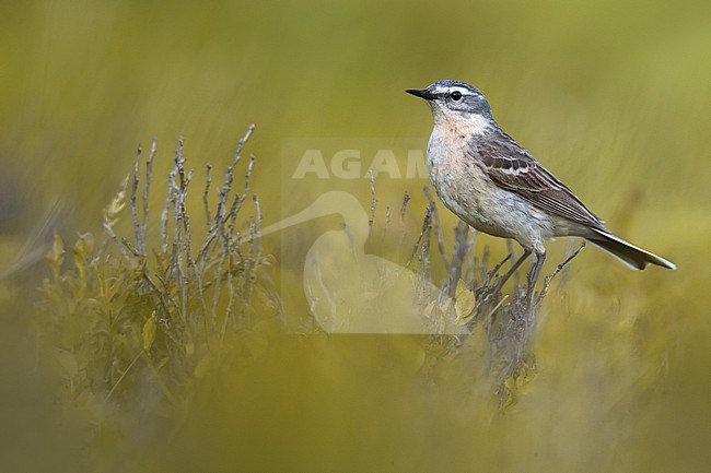 Adult Water Pipit, Anthus spinoletta, during spring in Italy. stock-image by Agami/Daniele Occhiato,
