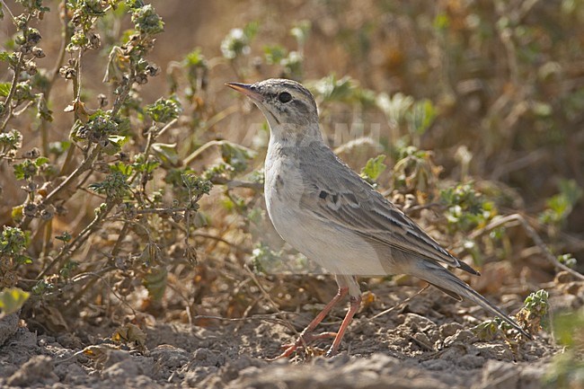 Tawny Pipit standing on the ground; Duinpieper zittend op de grond stock-image by Agami/Jari Peltomäki,