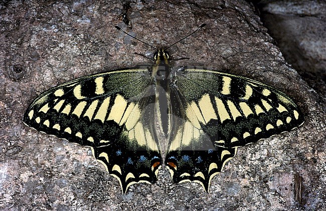 Corsican Swallowtail (Papilio hospiton) resting on a rock. Endemic to Corsica and Sardinia in the Mediterranean Sea. stock-image by Agami/Rob Poot,