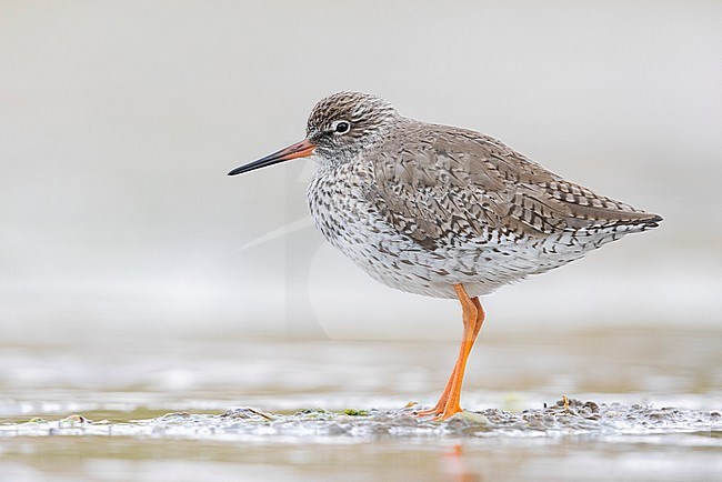 Common Redshank (Tringa totanus), side view of an adult standing in the water, Campania, Italy stock-image by Agami/Saverio Gatto,