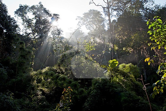 Atlantisch Regenwoud, Atlantic Rainforest stock-image by Agami/Anja Nusse,