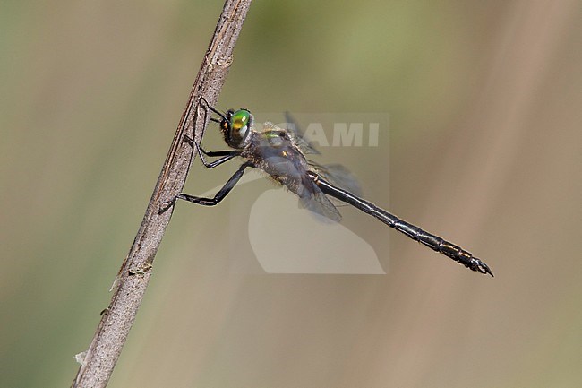 Imago Hoogveenglanslibel; Adult Northern Emerald; stock-image by Agami/Fazal Sardar,