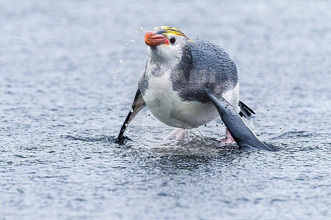 Royal Penguin (Eudyptes schlegeli) coming out of the sea stock-image by Agami/Marc Guyt,