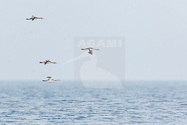 Four winter plumaged Great Crested Grebe’s (Podiceps cristatus cristatus) migrating over the North Sea in Germany (Mecklenburg-Vorpommern). stock-image by Agami/Ralph Martin,