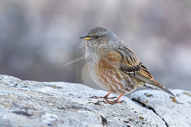 Alpine Accentor (Prunella collaris) perched on a rock in Italy. stock-image by Agami/Daniele Occhiato,