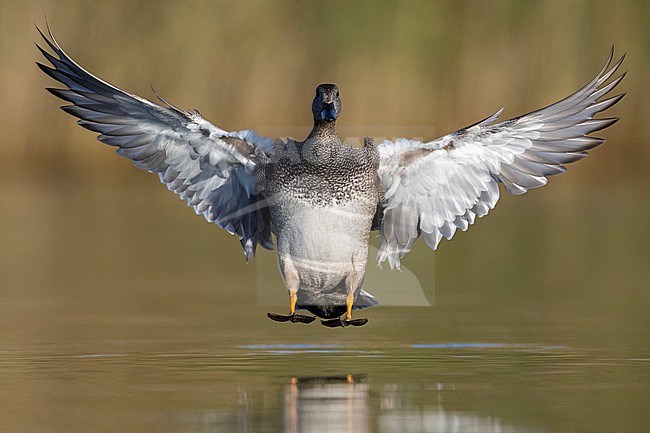 Gadwall (Mareca strepera), front view of an adult malein flight, Campania, Italy stock-image by Agami/Saverio Gatto,