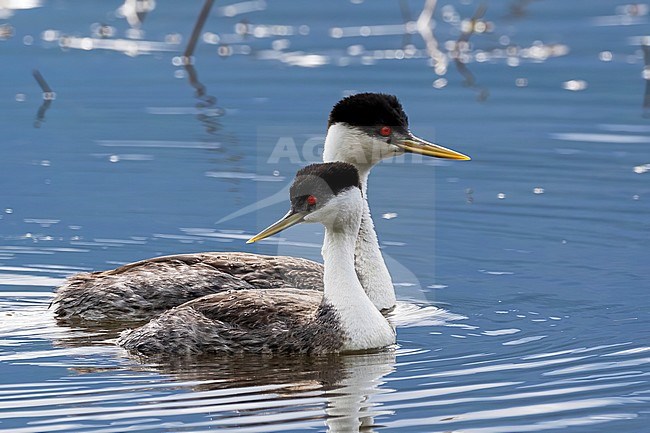 A couple of Western Grebe swimming together on the lake at Salmon Arm, British Colombia, Canada. stock-image by Agami/Jacob Garvelink,