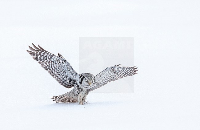 Northern Hawk Owl (Surnia ulula) during cold winter in Kuusamo, Finland. stock-image by Agami/Marc Guyt,