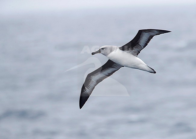 Adult Grey-headed Albatross (Thalassarche chrysostoma) in flight over the southern pacific ocean off New Zealand subantarctic islands. Seen from below. stock-image by Agami/Marc Guyt,