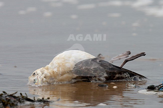 Noordse Stormvogel dood op het strand; Northern Fulmar dead on the beach stock-image by Agami/Arnold Meijer,