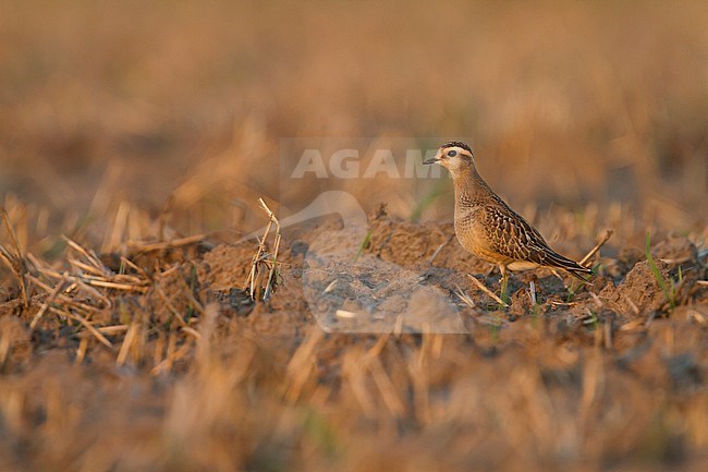 Eurasian Dotterel - Mornellregenpfeifer - Charadrius morinellus, Germany, 1st cy stock-image by Agami/Ralph Martin,