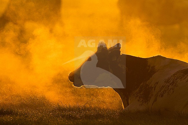 Domestic cow with backlight standing in early morning in a misty meadow in the Netherlands. stock-image by Agami/Menno van Duijn,