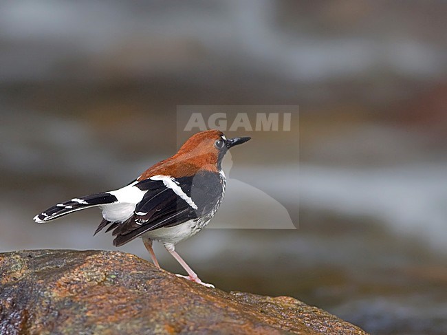 Roodkapvorkstaart zittend op rots, Chestnut-naped Forktail perched on rock stock-image by Agami/Alex Vargas,