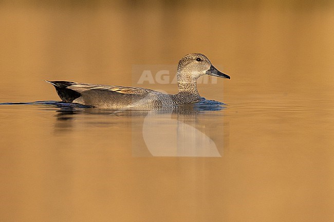 Gadwall (Mareca strepera), side view of an adult male swimming in the water, Campania, Italy stock-image by Agami/Saverio Gatto,