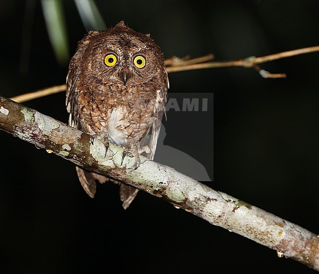 Sula scops owl (Otus sulaensis), close-up and perched in a tree stock-image by Agami/James Eaton,