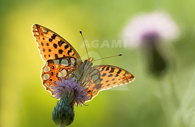 Kleine parelmoervlinder, Queen of Spain Fritillary stock-image by Agami/Rob de Jong,