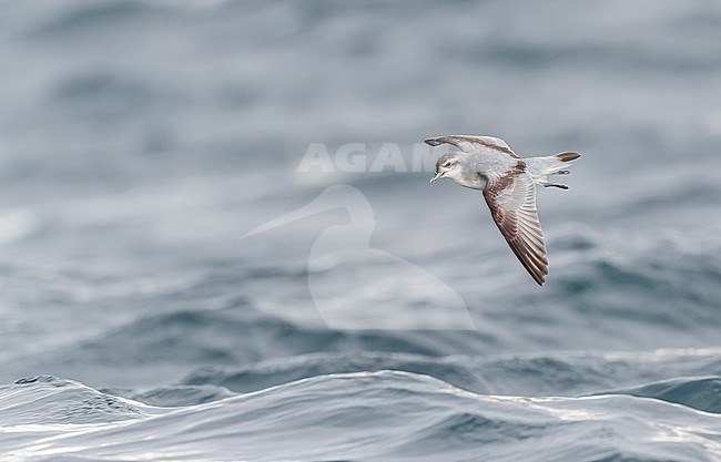 Kaikoura, New Zealand. stock-image by Agami/Marc Guyt,