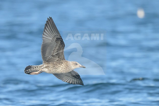 Lesser black-backed gull (Larus fuscus), juvenile, in flight, with the sea as background. stock-image by Agami/Sylvain Reyt,