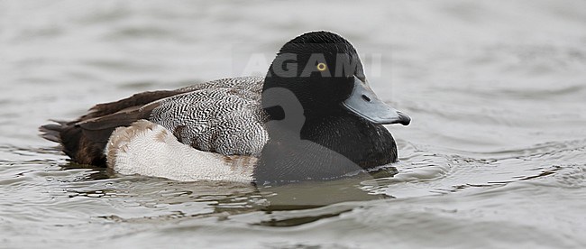  stock-image by Agami/Chris van Rijswijk,