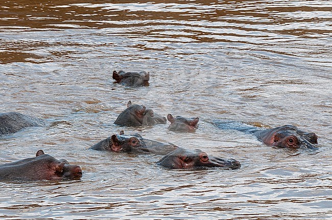 A group of hippopotamuses, Hippopotamus amphibius, in a water pool. Masai Mara National Reserve, Kenya. stock-image by Agami/Sergio Pitamitz,
