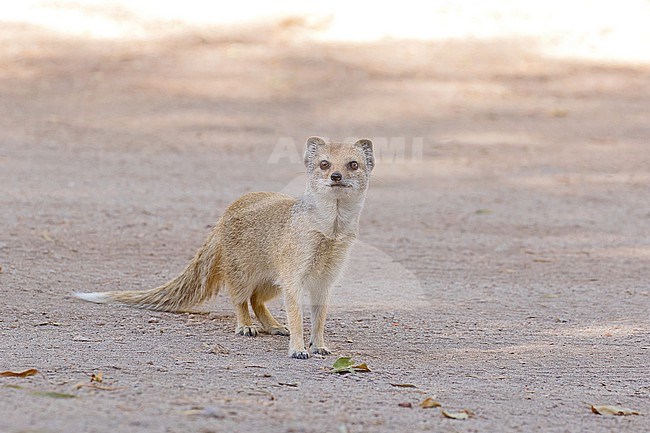 Yellow mongoose () in South Africa. Also known as red meerkat. stock-image by Agami/Pete Morris,