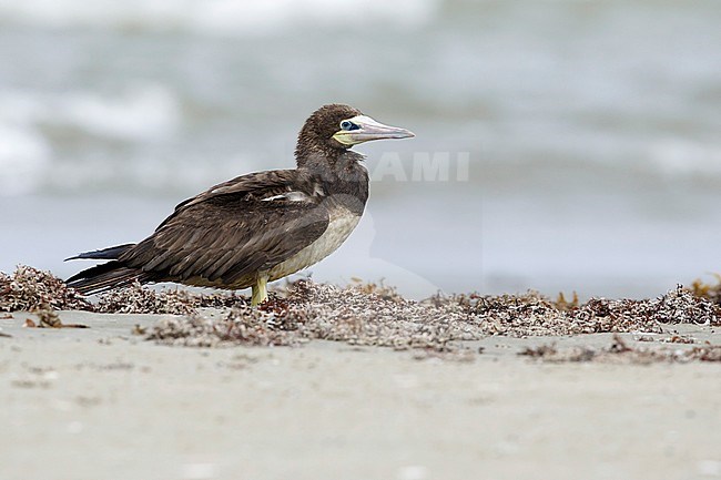 Adult Brown Booby (Sula leucogaster) standing on a beach in Galveston Co., Texas, USA.
April 2017 stock-image by Agami/Brian E Small,