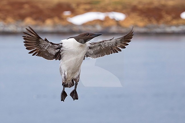 Common Guillemot (Uria aalge) in arctic Norway. Landing in the colony. stock-image by Agami/Daniele Occhiato,