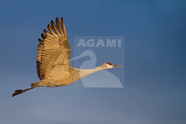 Sandhill Crane (Grus canadensis) adult in flight stock-image by Agami/Dubi Shapiro,