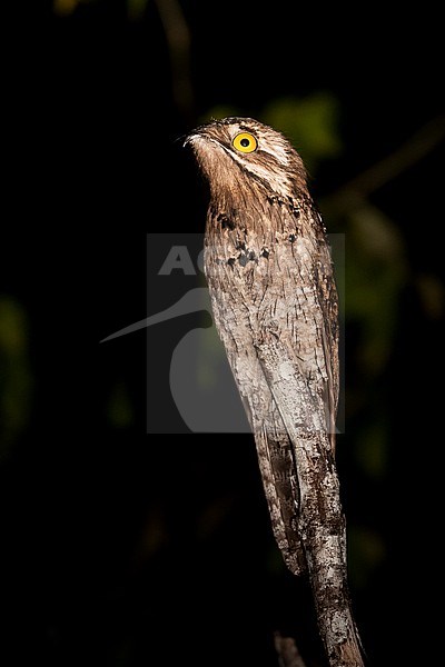 A Northern Potoo (Nyctibius jamaicensis) perching on a branch photographed in the light of a torch in the forests of Yaxá in Guatemal stock-image by Agami/Mathias Putze,