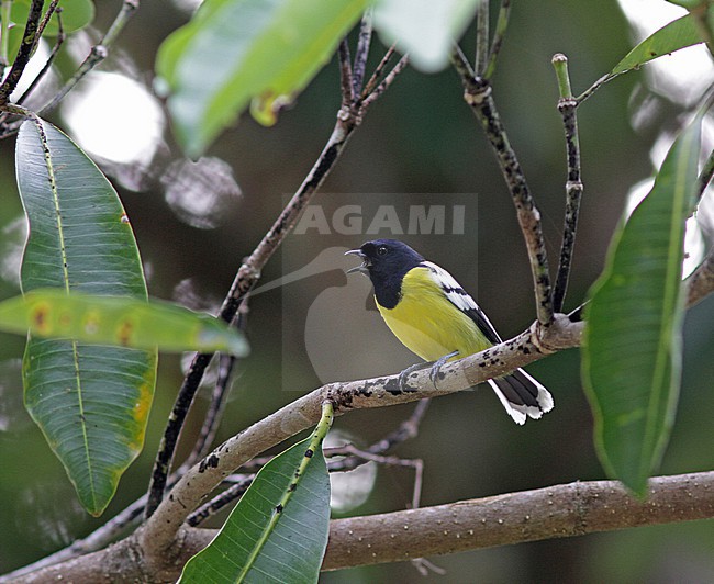 Palawan Tit (Pardaliparus amabilis) in the Philippines. stock-image by Agami/Pete Morris,