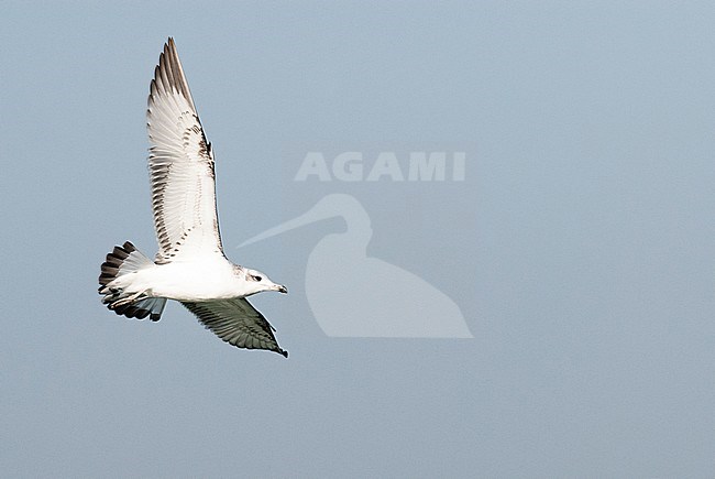 Reuzenzwartkopmeeuw, Pallas's Gull Ichthyaetus ichthyaetus stock-image by Agami/Arend Wassink,