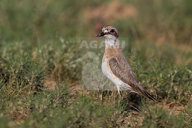 Woestijnplevier, Greater Sand Plover, Charadrius leschenaultii stock-image by Agami/Daniele Occhiato,