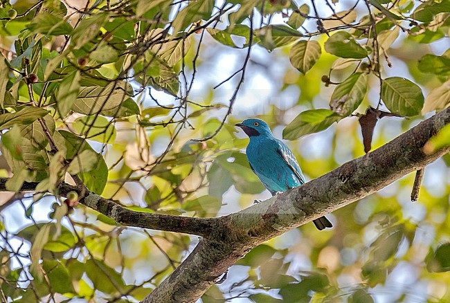 Stunning male Plum-throated Cotinga (Cotinga maynana) in Amazonian Peru. stock-image by Agami/Pete Morris,