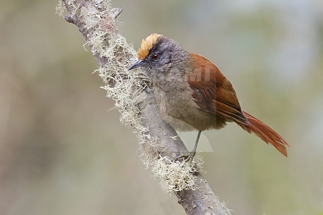 Witkruinstekelstaart, Light-crowned Spinetail stock-image by Agami/Dubi Shapiro,