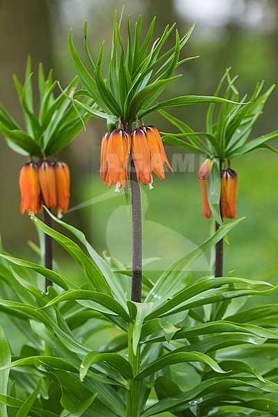 Crown Imperial flowers stock-image by Agami/Wil Leurs,