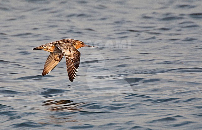 Vliegende Rosse Grutto; Flying Bar-tailed Godwit (Limosa lapponica) stock-image by Agami/Marc Guyt,