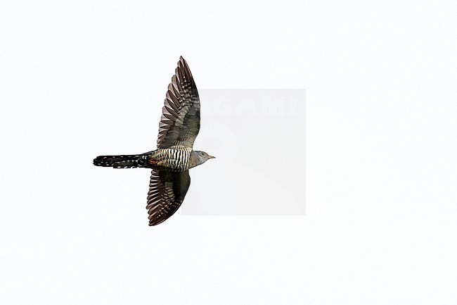 Adult female Oriental Cuckoo (Cuculus optatus) flying overhead in Mongolia. stock-image by Agami/Mathias Putze,