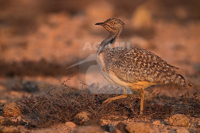 Houbara Bustard (Chlamydotis undulata fuertaventurae) on the Canary Island of Fuerteventura. This subspecies is highly restricted and endangered, with less then 500 birds left in the wild. stock-image by Agami/Daniele Occhiato,