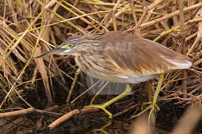 Ralreiger; Squacco Heron stock-image by Agami/Daniele Occhiato,
