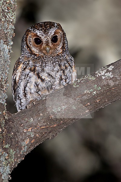 Flammulated Owl (Psiloscops flammeolus) perched in a tree in North-America. stock-image by Agami/Dubi Shapiro,