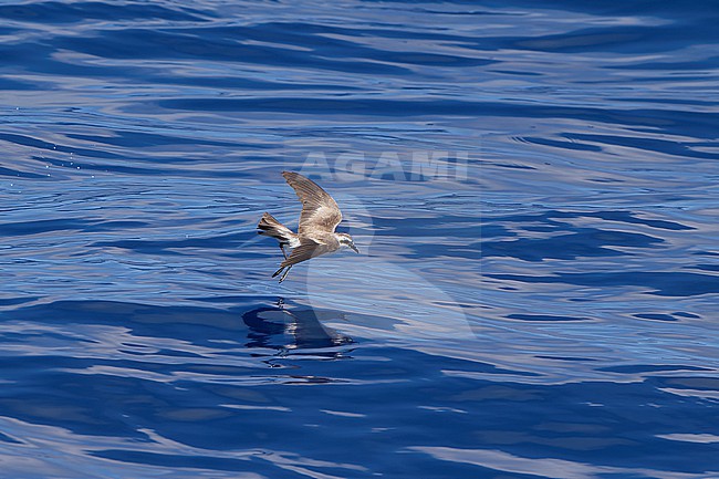 White-faced Storm-petrel (Pelagodroma marina) feeding on the water surface at Banco de la Concepcion off Lanzarote Island. stock-image by Agami/David Monticelli,