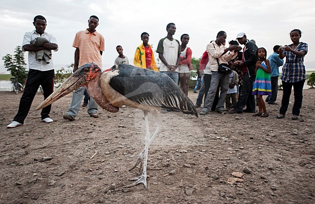 Afrikaanse Maraboe met mensen, Marabou Stork with people stock-image by Agami/Marten van Dijl,