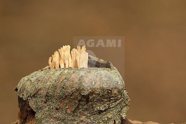 Rechte koraalzwam groend op dood hout; Upright Coral growing on dead tree branch; stock-image by Agami/Walter Soestbergen,