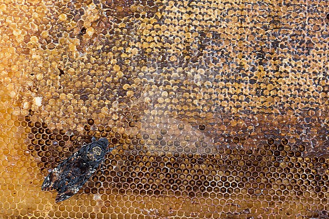 Acherontia atropos - Deaths-head Hawk Moth - Totenkopfschwärmer, Germany, imago stock-image by Agami/Ralph Martin,