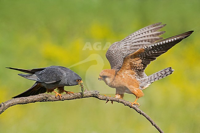 Pair (male and female) Red-footed Falcons (Falco vespertinus) stock-image by Agami/Alain Ghignone,