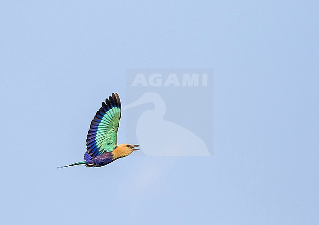 Blue-bellied Roller, Coracias cyanogaster, in Ghana. stock-image by Agami/Pete Morris,